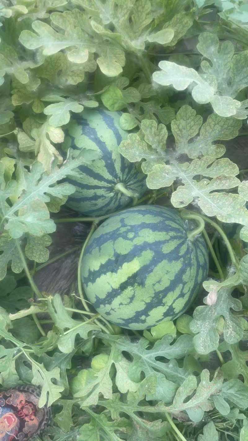 精品无籽美都，皮薄肉甜，量大从优