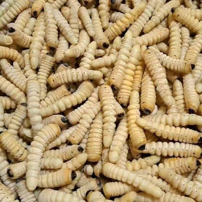 【高蛋白】速冻斗米虫批量供应营养丰富欢迎咨询下单