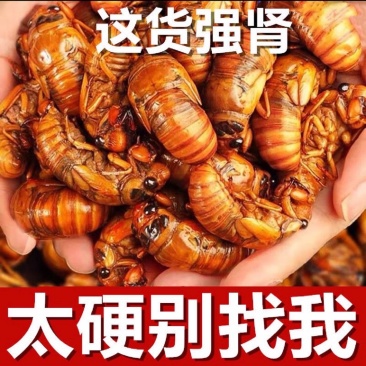 金蝉知了猴一件代发、产地直采