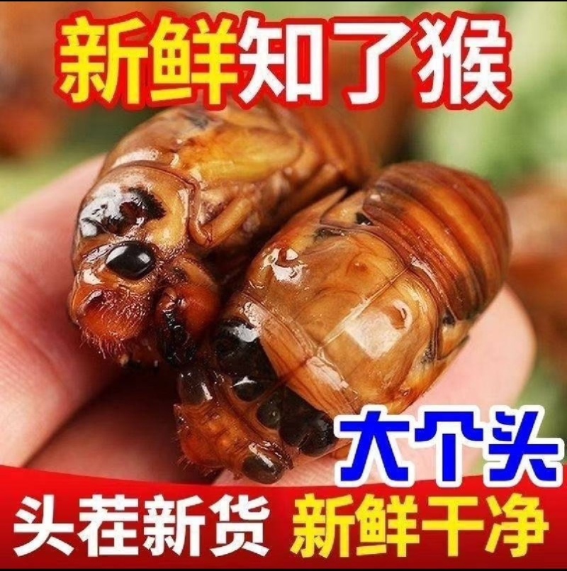 金蝉知了猴一件代发、产地直采