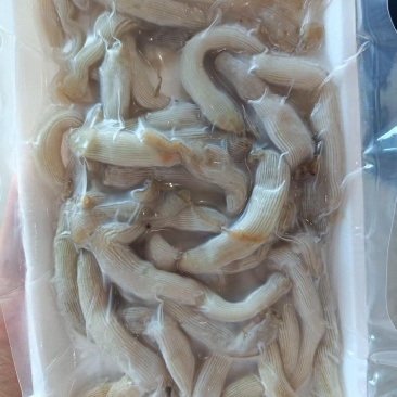 厂家直销，精品沙虫