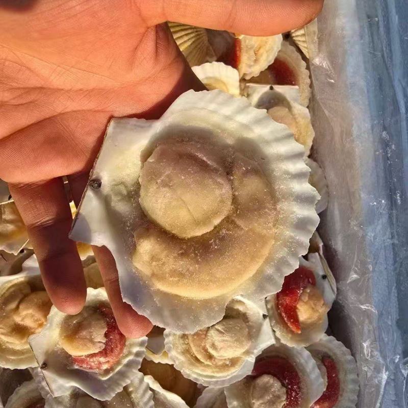 厂家直销，高品质半壳贝