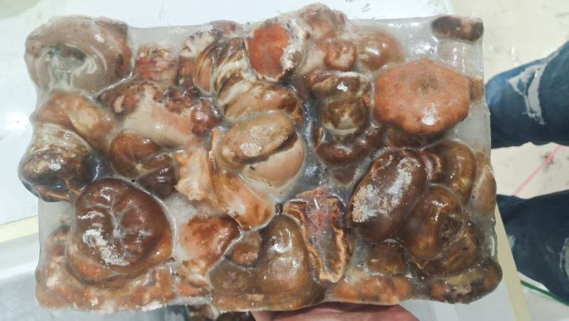 厂家直销，海葵品质嘎嘎嘎