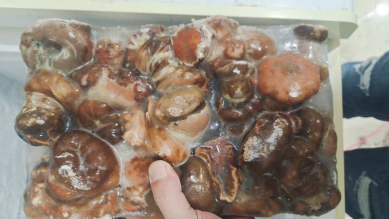 厂家直销，海葵品质嘎嘎嘎