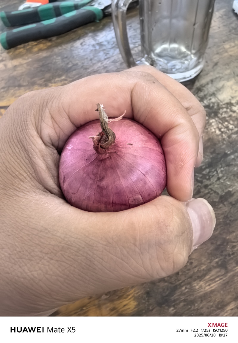小乡村朱葱毛葱现货供应