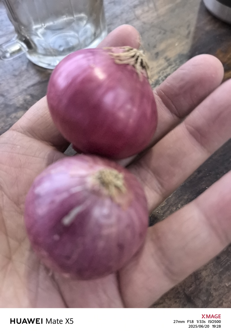 小乡村朱葱毛葱现货供应