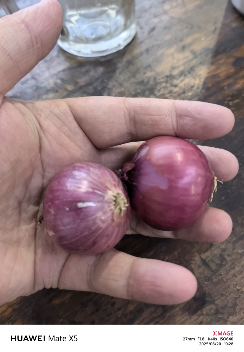 小乡村朱葱毛葱现货供应
