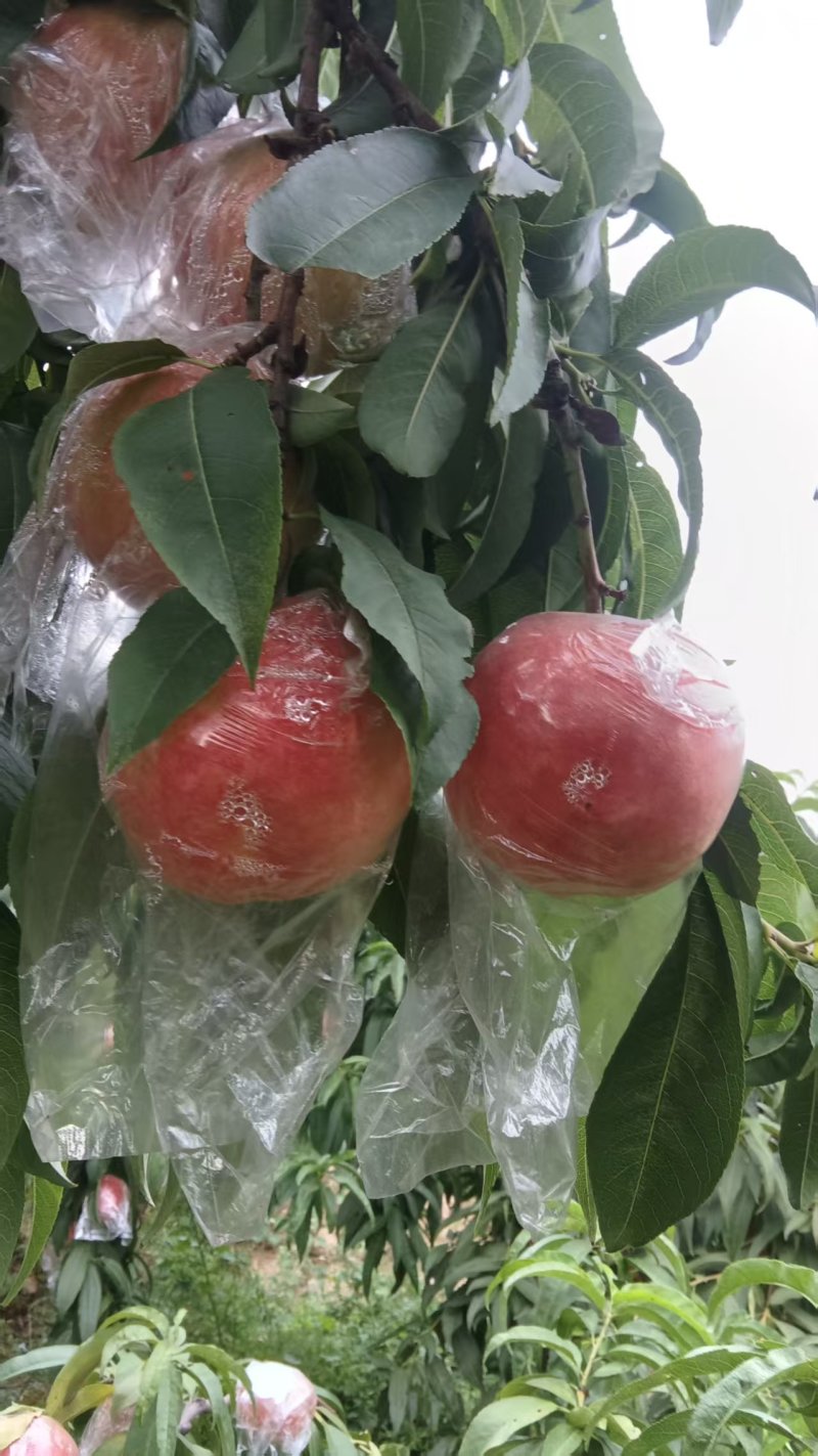 陕西渭南毛桃脆甜可口多汁。耐运输。欢迎老板们进店选购。