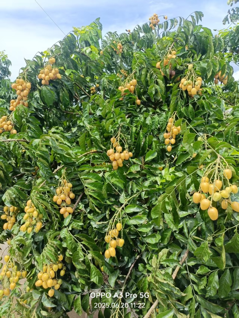 冷藏无核黄皮果30吨出货有需要欢迎联系我。