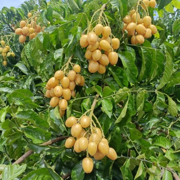 冷藏无核黄皮果30吨出货有需要欢迎联系我。
