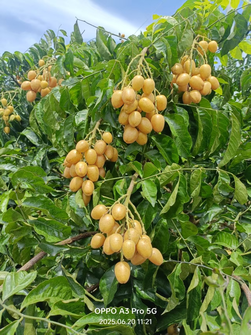冷藏无核黄皮果30吨出货有需要欢迎联系我。