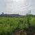 成品李子树，五月脆，蜂糖李，青脆李