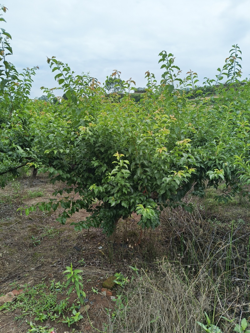 成品李子树，五月脆，蜂糖李，青脆李