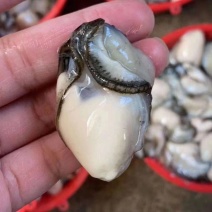 广东当季肥美潮州牡蛎生蚝肉大小规格，蚝蛋烧，煎蚝烙专用。