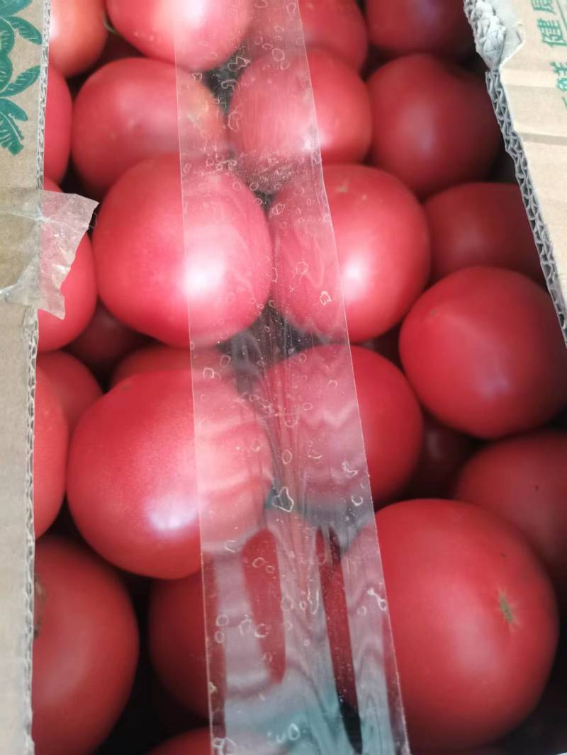 精品大棚硬粉西红柿精品大棚硬粉西红柿精品大棚硬粉西红柿