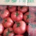 精品大棚硬粉西红柿精品大棚硬粉西红柿精品大棚硬粉西红柿