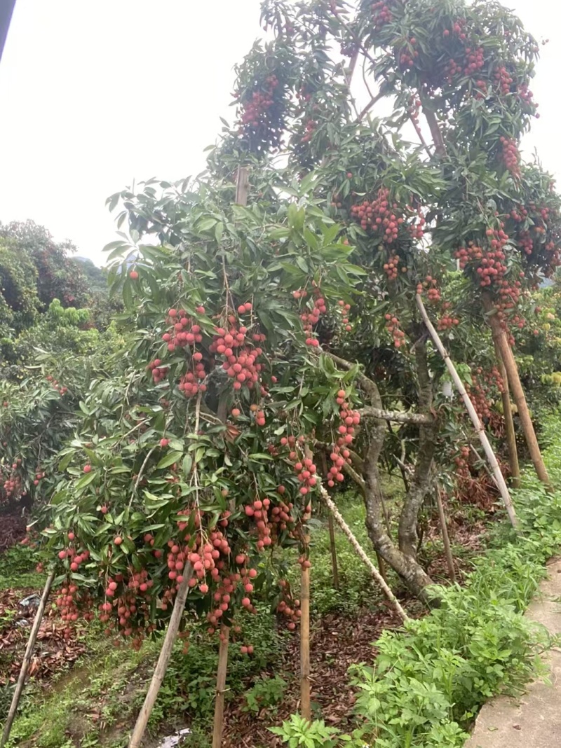 情人荔先进奉桂味禾荔大量上市