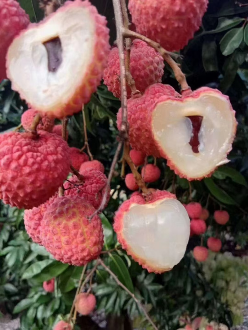 情人荔先进奉桂味禾荔大量上市