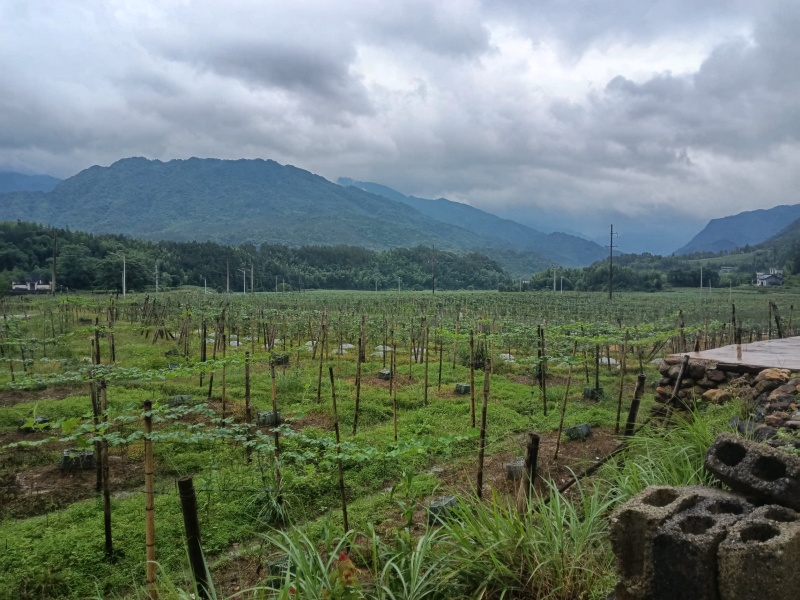 黄金百香果苗，高山果产区直发保质保量供货对接全国