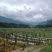 黄金百香果苗，高山果产区直发保质保量供货对接全国