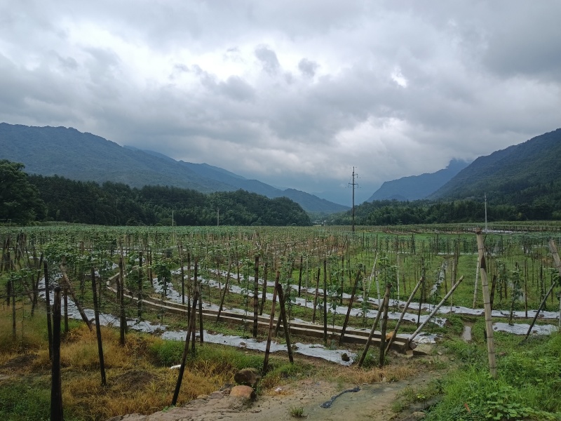 黄金百香果苗，高山果产区直发保质保量供货对接全国
