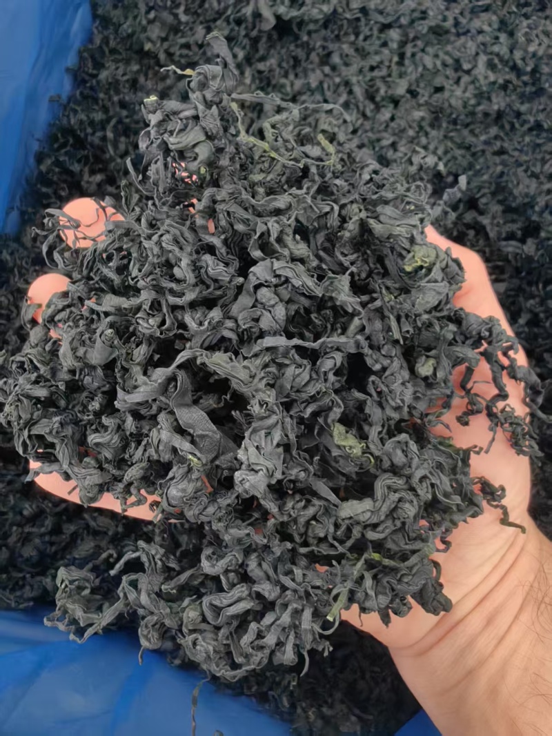 鲜裙带菜干裙带菜半干裙带叶产地直发