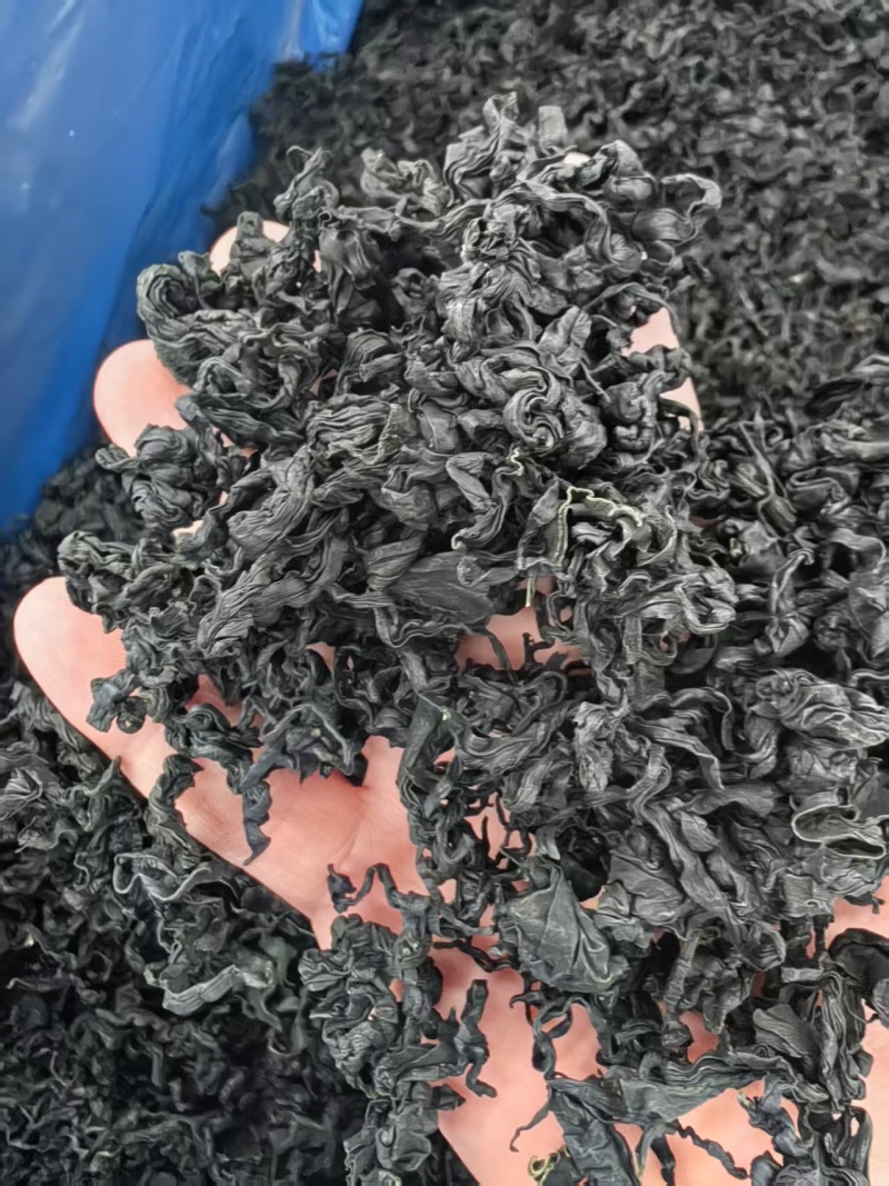 鲜裙带菜干裙带菜半干裙带叶产地直发