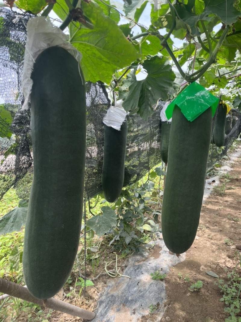 🔥黑皮冬瓜大量有货产地直销
