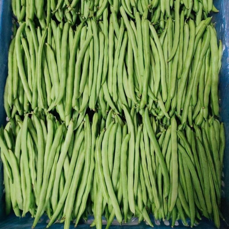 高山四季豆现摘现发高山种植一手货源