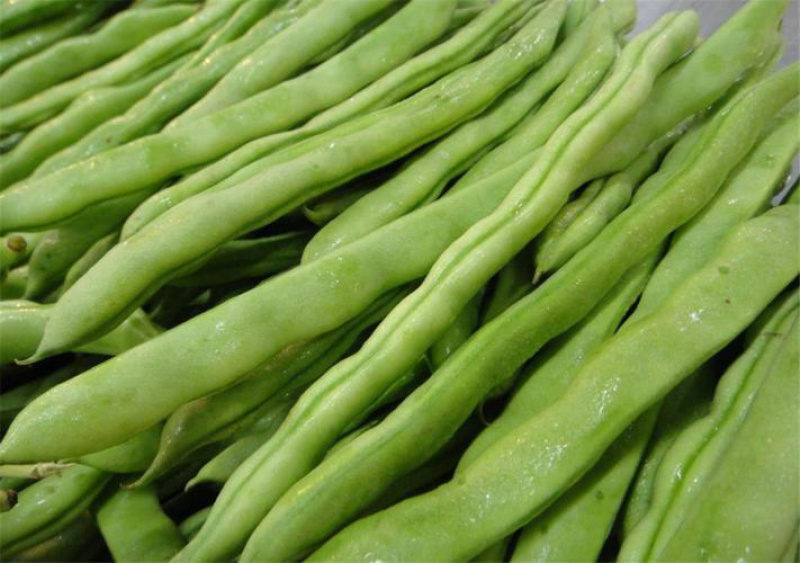 高山四季豆现摘现发高山种植一手货源