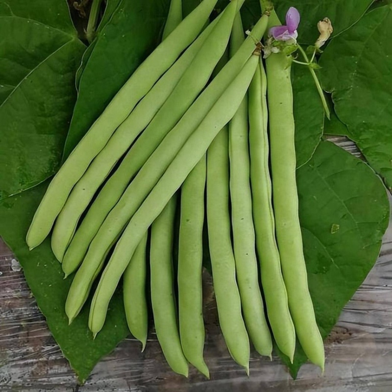 高山四季豆现摘现发高山种植一手货源