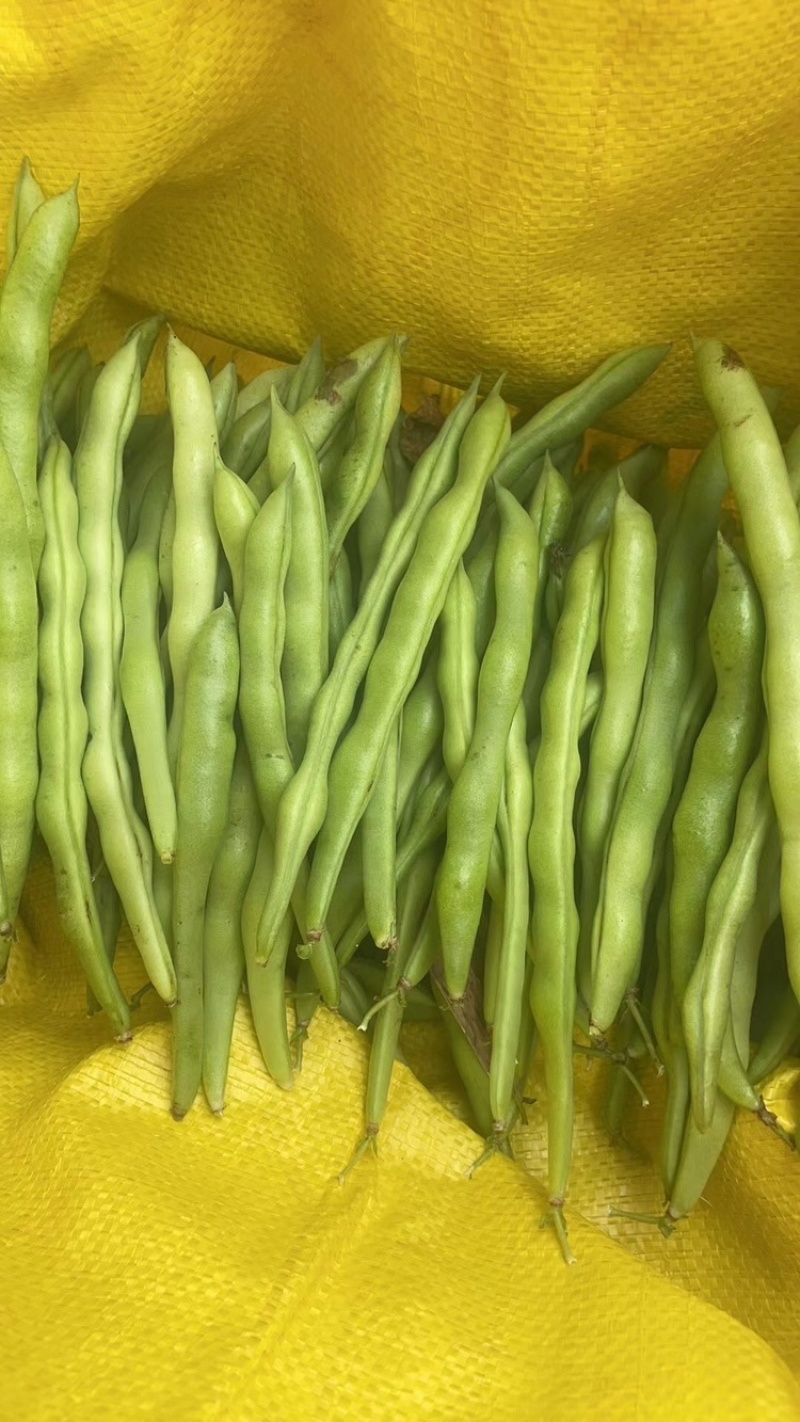 高山四季豆现摘现发高山种植一手货源
