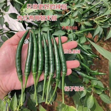 青红两用大青红68大果朝天椒种子，大果高产硬度好，招代理