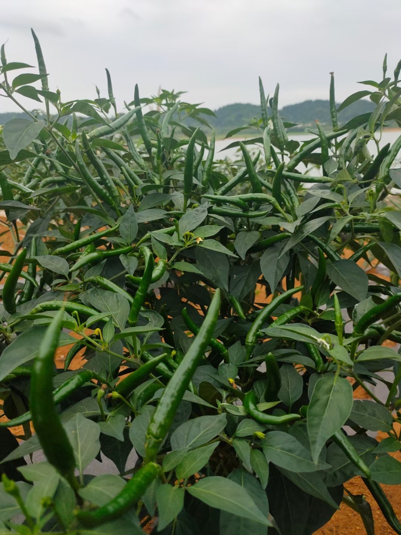 青红两用大青红68大果朝天椒种子，大果高产硬度好，招代理