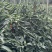 青红两用大青红68大果朝天椒种子，大果高产硬度好，招代理