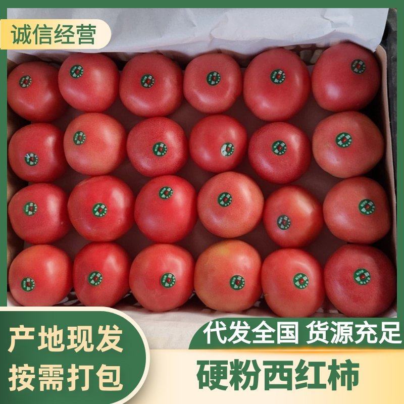 【精品番茄】山东聊城产地直发硬粉西红柿万亩果蔬基地