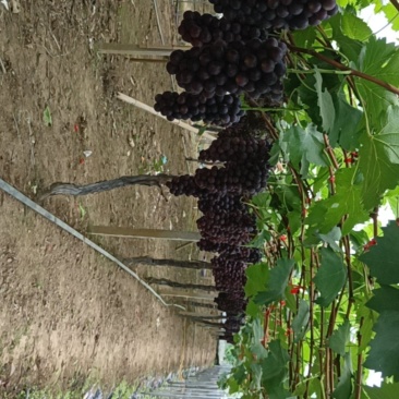 钢管大棚夏黑