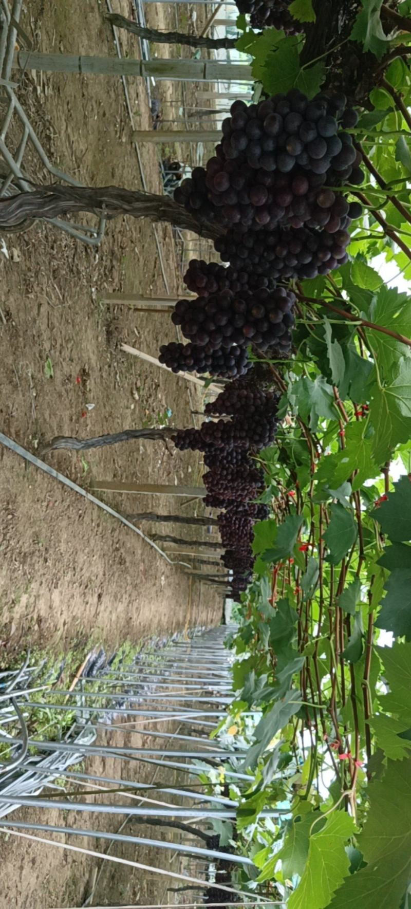 钢管大棚夏黑