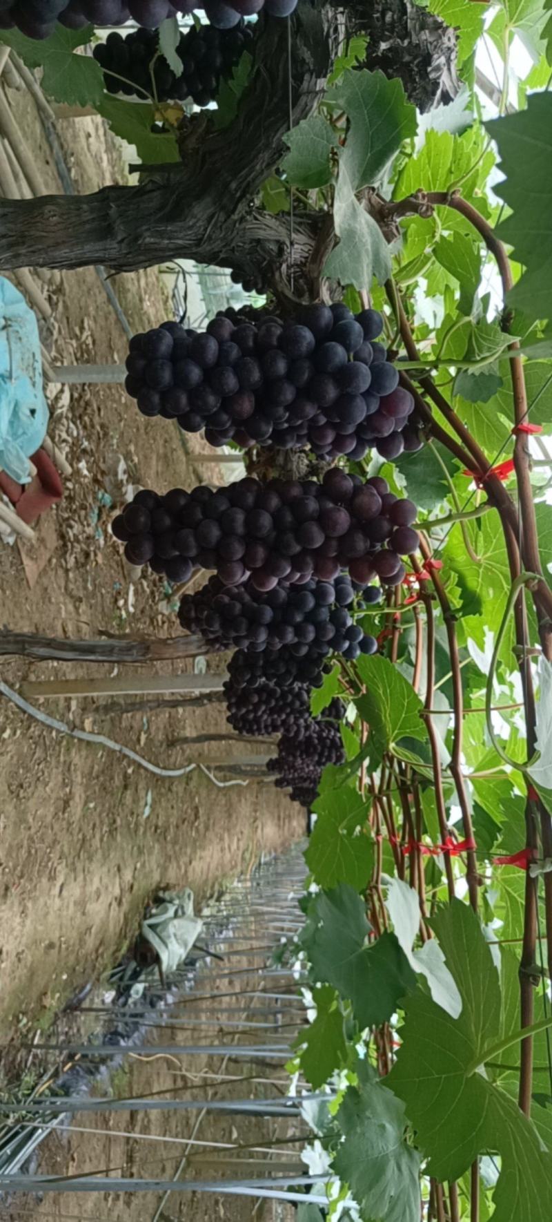 钢管大棚夏黑