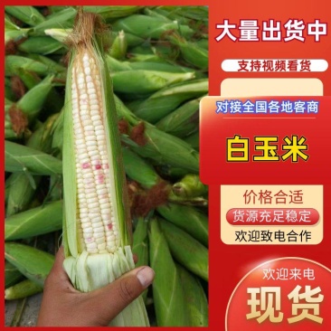 【荐】精品白玉米鲜玉米棒子糯玉米对接全国电商市场