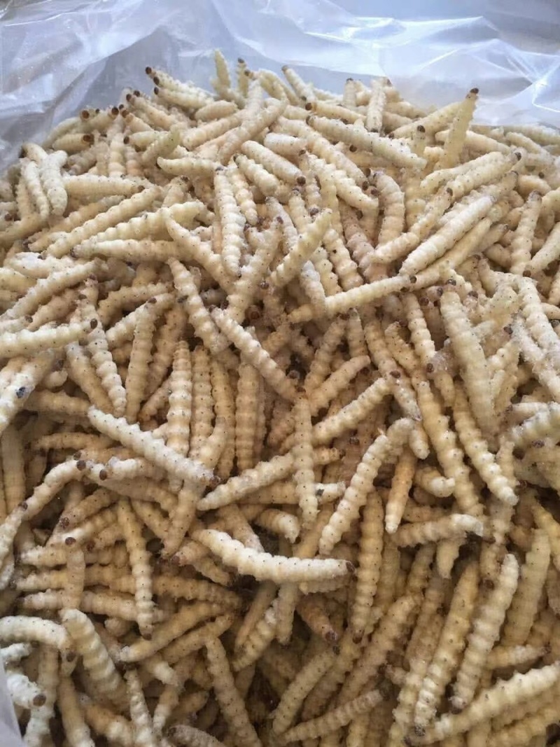 鲜冻竹虫
