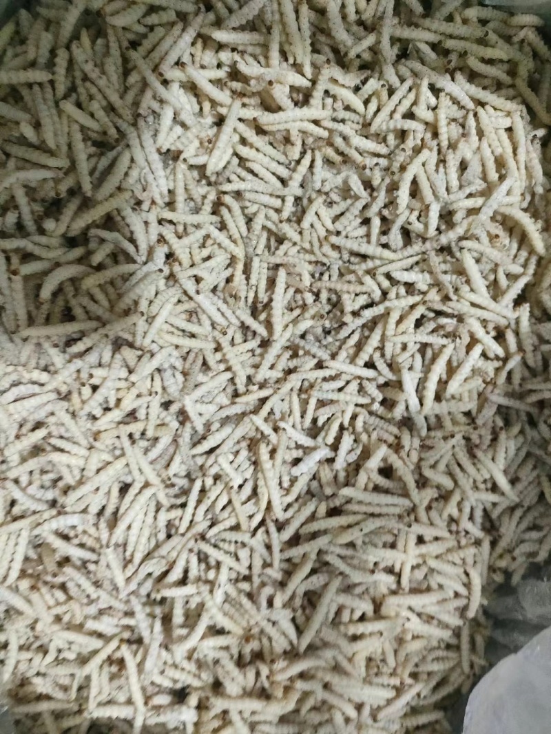鲜冻竹虫