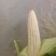 【荐】精品白玉米鲜玉米棒子糯玉米对接全国电商市场
