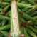 【荐】精品白玉米鲜玉米棒子糯玉米对接全国电商市场