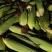 【荐】精品白玉米鲜玉米棒子糯玉米对接全国电商市场