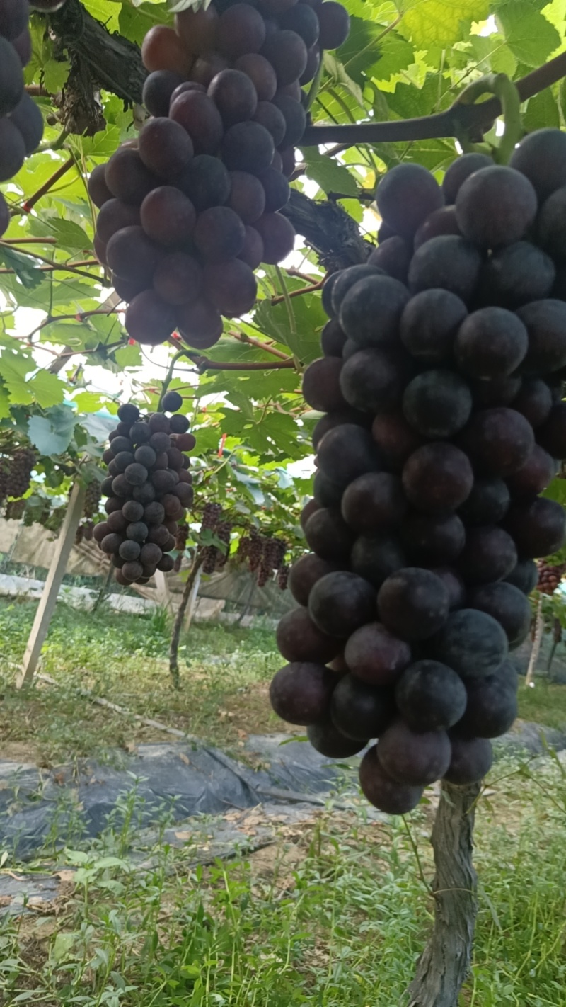 钢管大棚夏黑