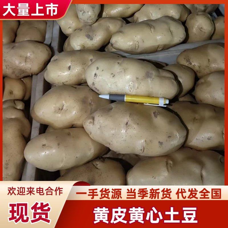 黄皮黄心土豆山东聊城全国发货可视频看货山东万亩果蔬