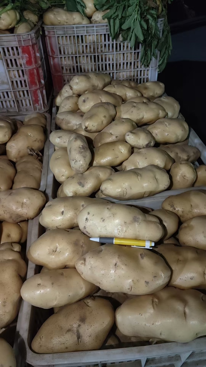 黄皮黄心土豆山东聊城全国发货可视频看货山东万亩果蔬