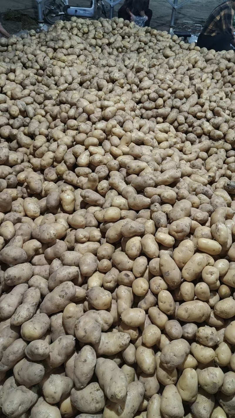 黄皮黄心土豆山东聊城全国发货可视频看货山东万亩果蔬