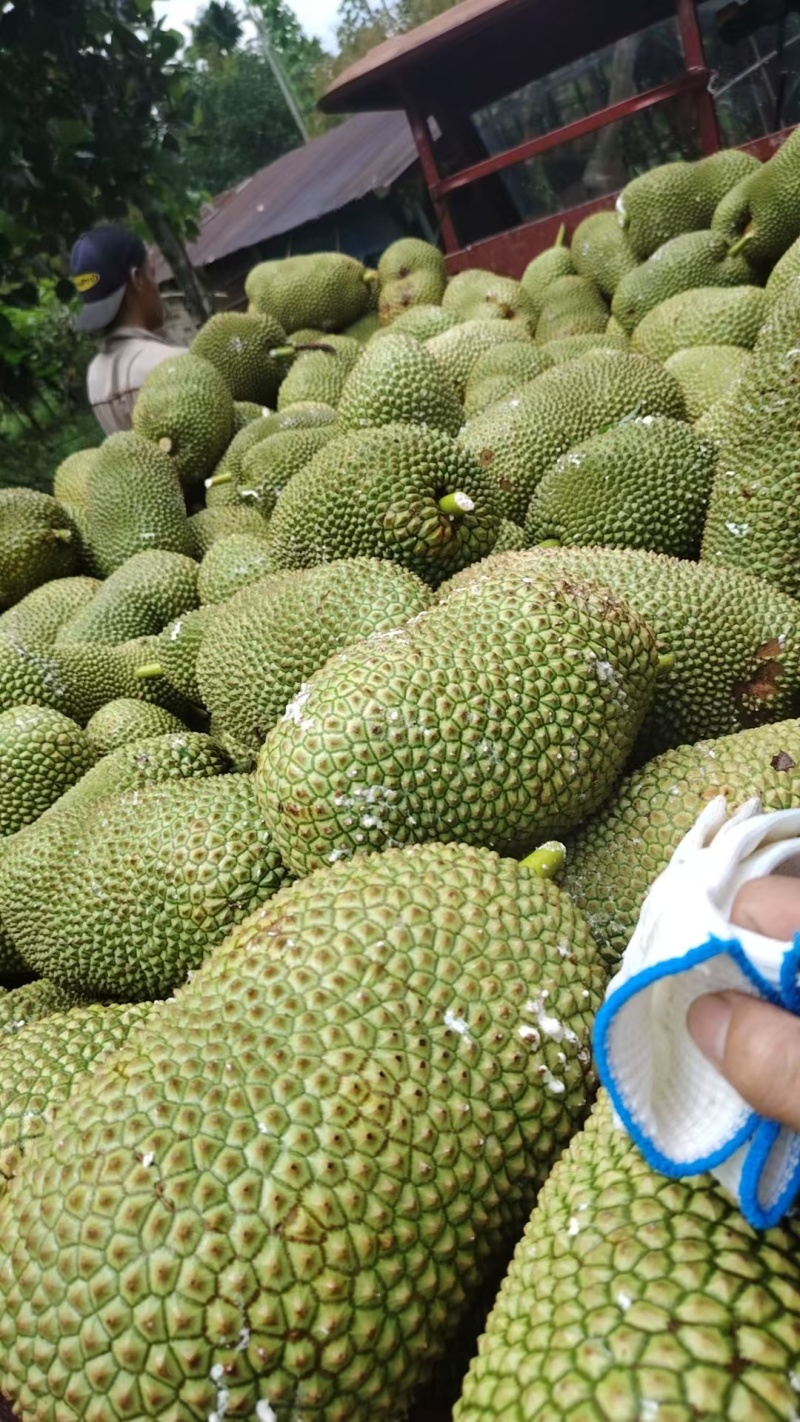 《精品榴莲蜜》海南尖密拉/自家种植/质量三包/全国供应